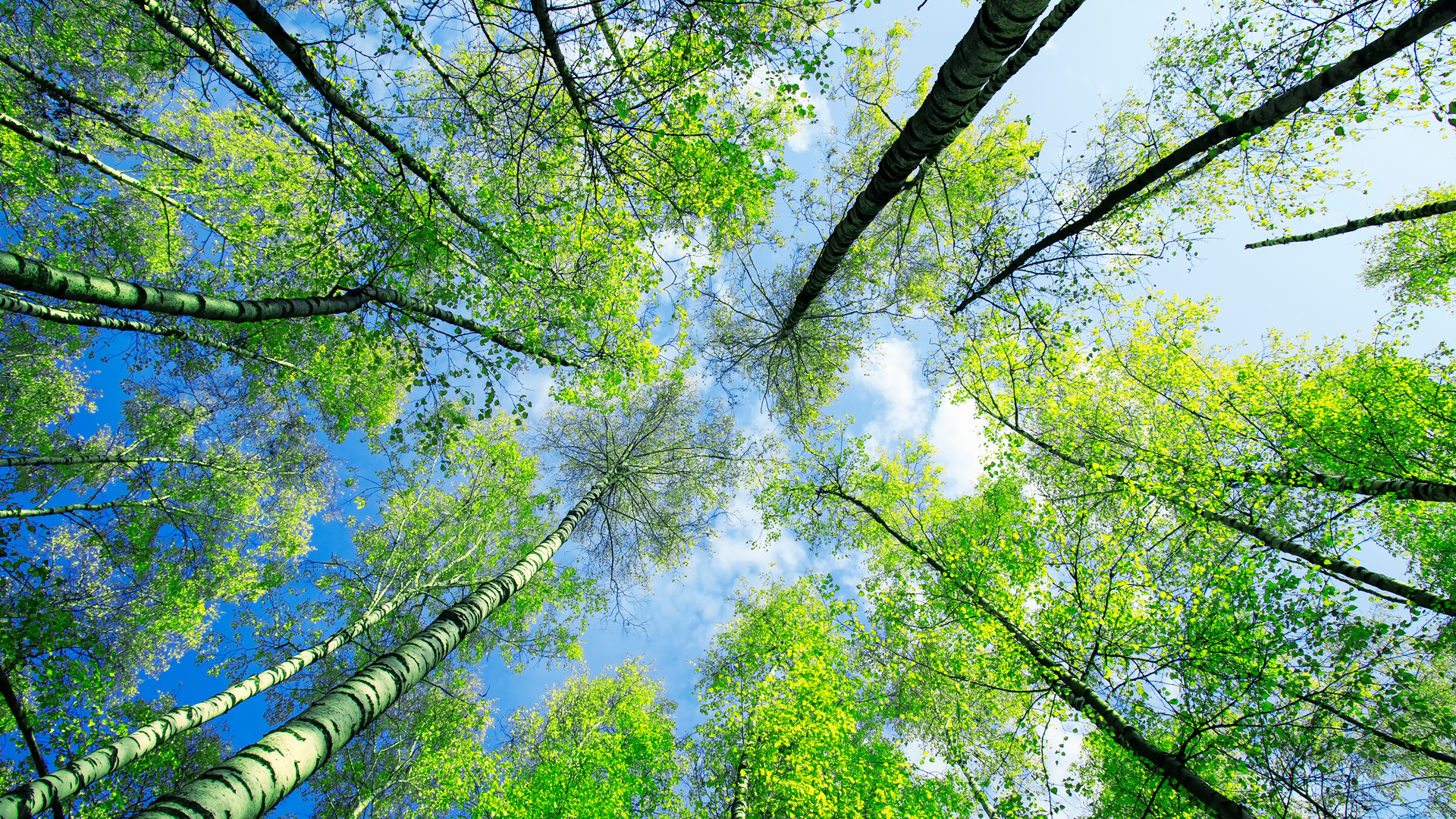 Silvicultura y madera