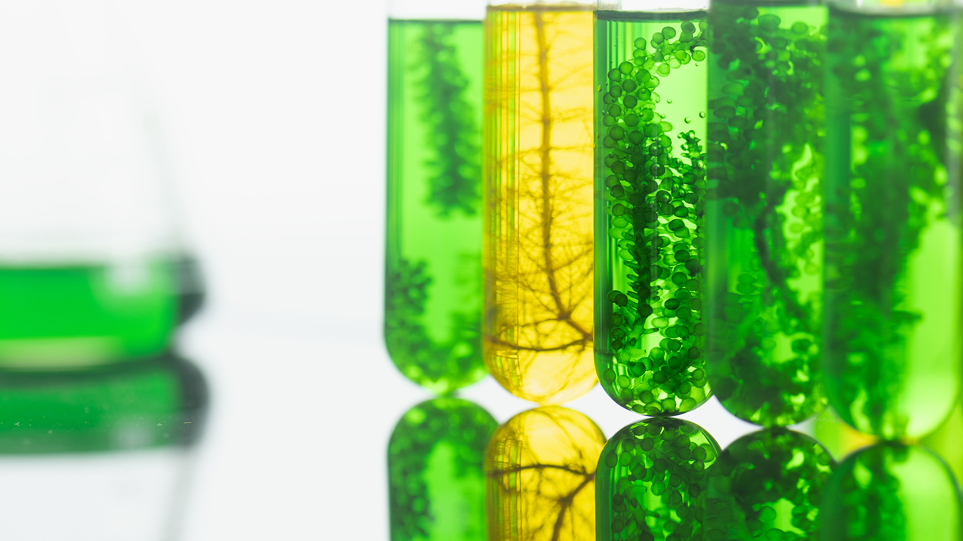 Algae fuel biofuel industry lab researching for alternative to f Algae fuel biofuel industry lab researching for alternative to f