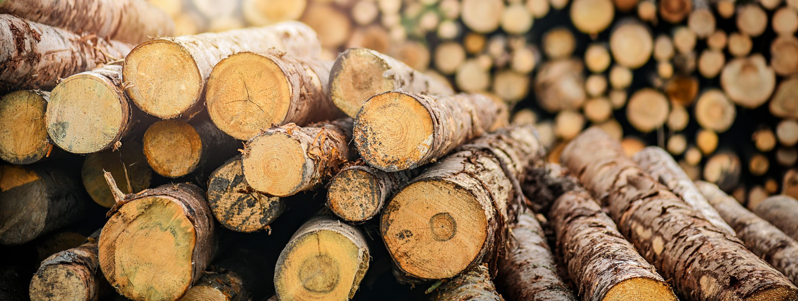 Forest pine and spruce trees. Log trunks pile, the logging timb Forest pine and spruce trees. Log trunks pile, the logging timb