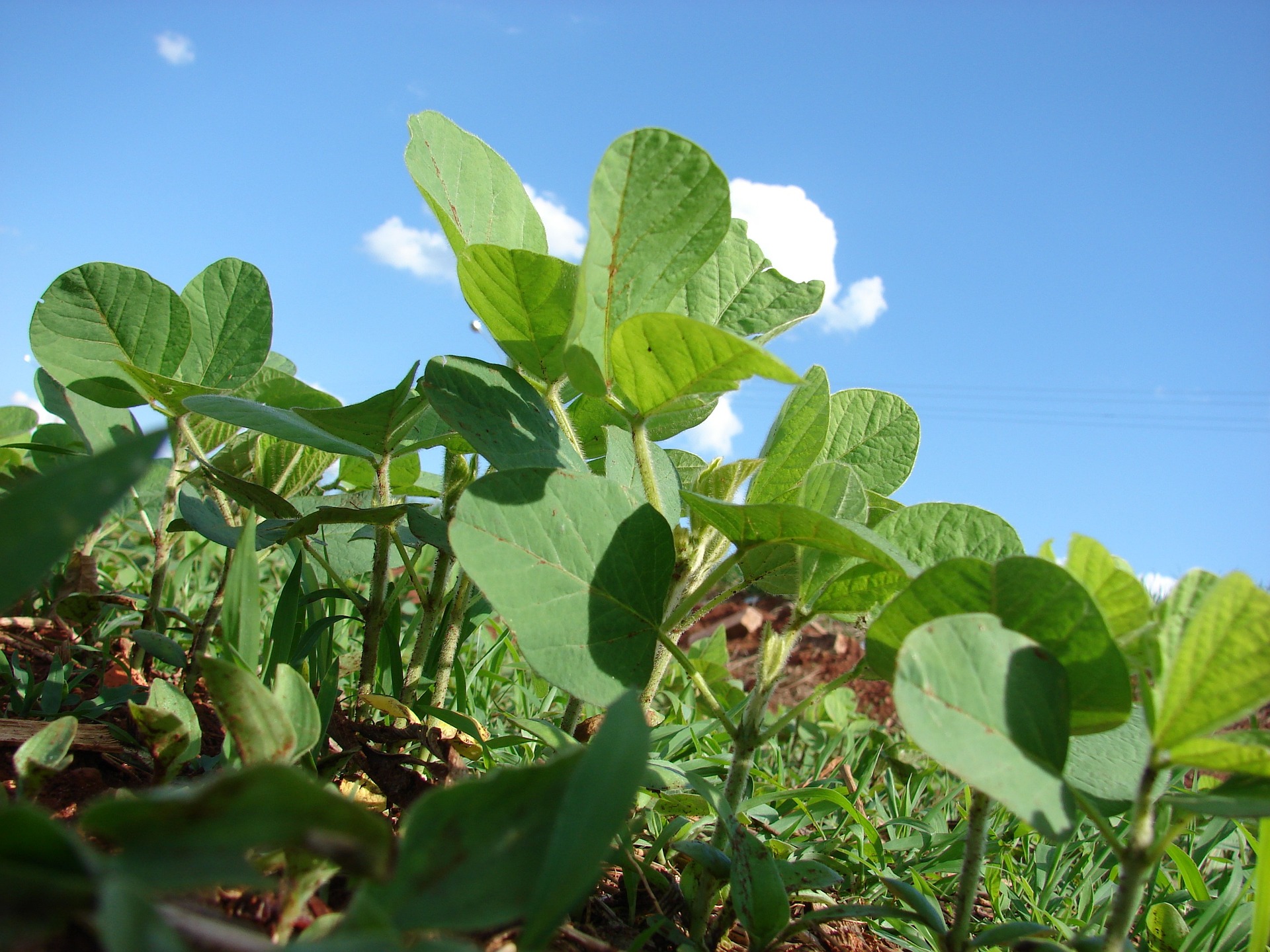 plantation-soy-peterson-eudr plantation-soy-peterson-eudr