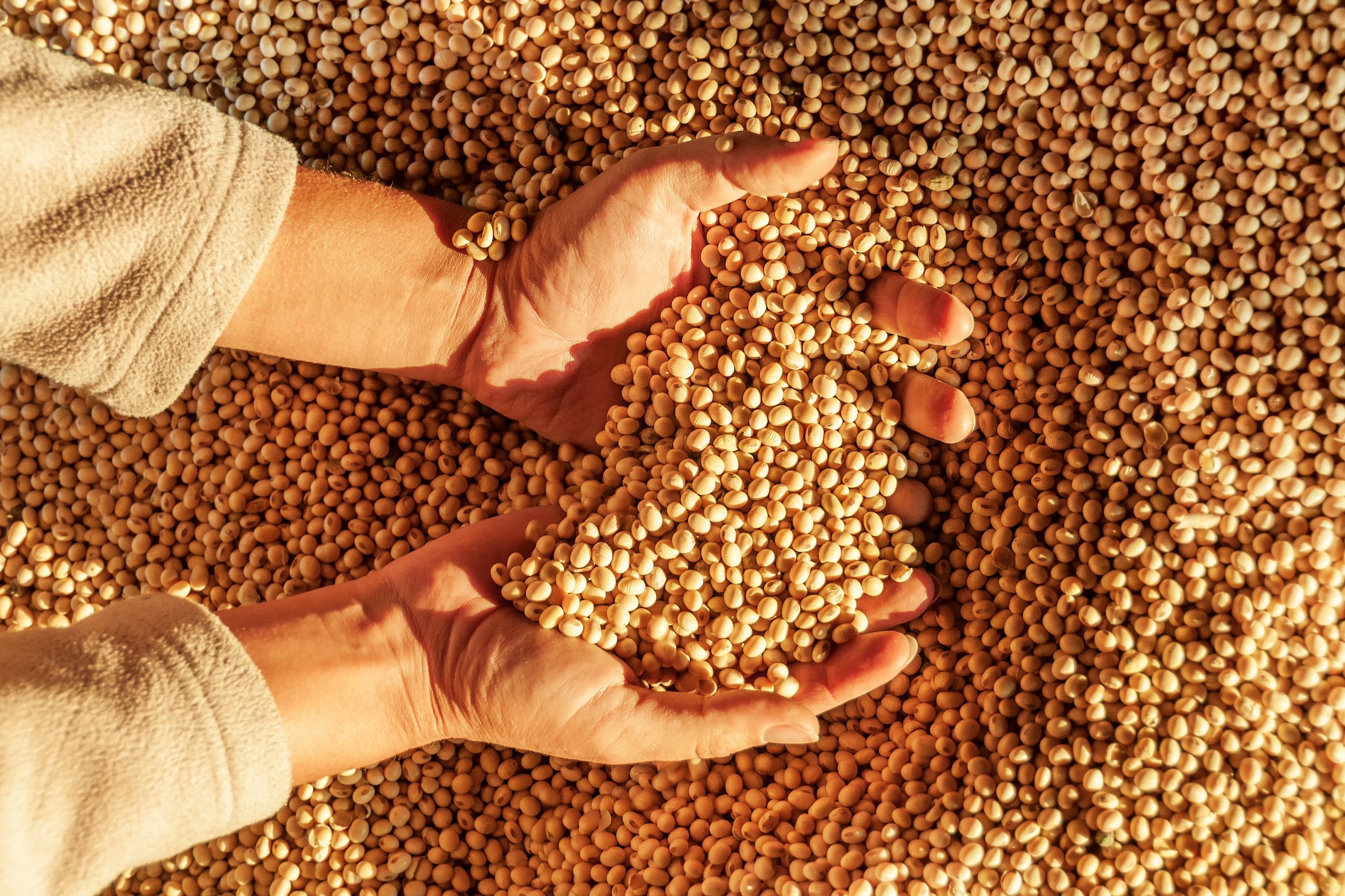 Human hands with harvest. Human hands with harvest.