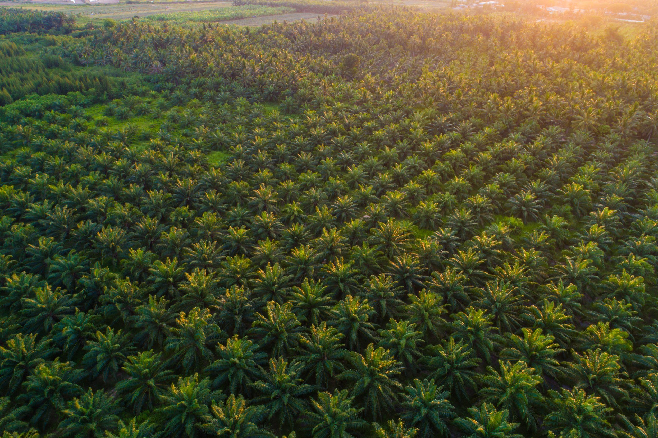 Oil palm platation field sunset light agricultural industry Oil palm platation field sunset light agricultural industry