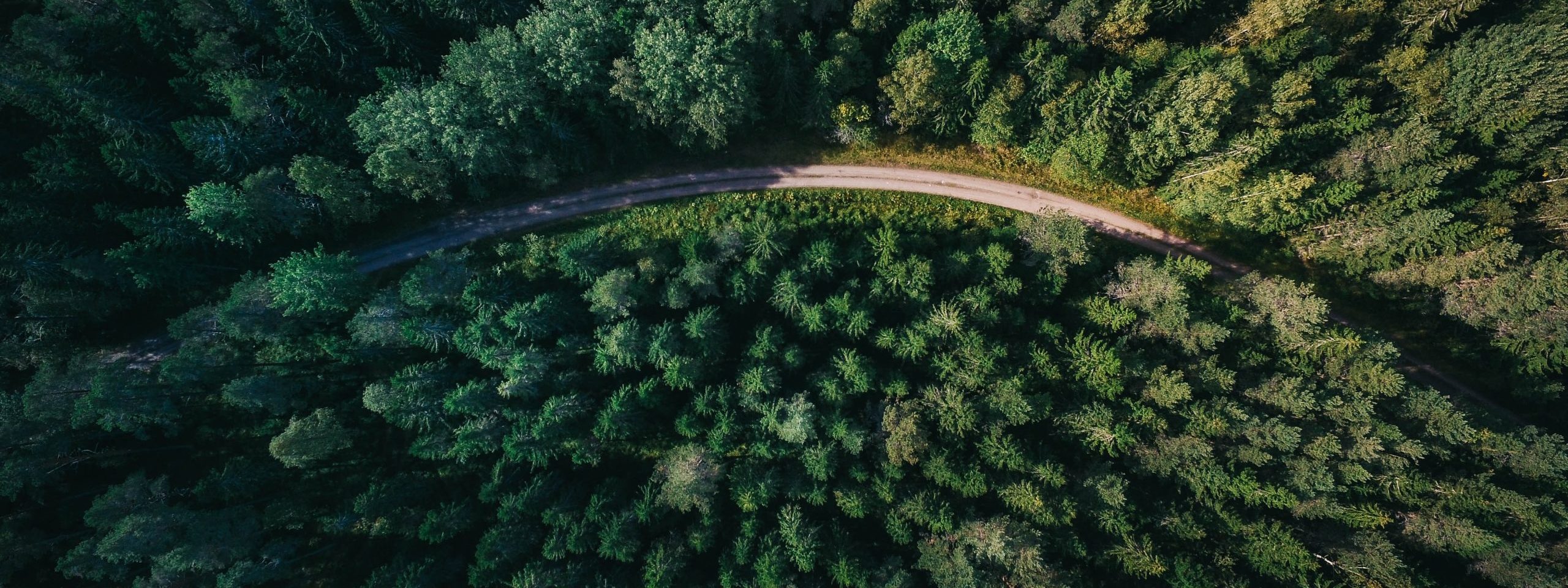 Forest 2