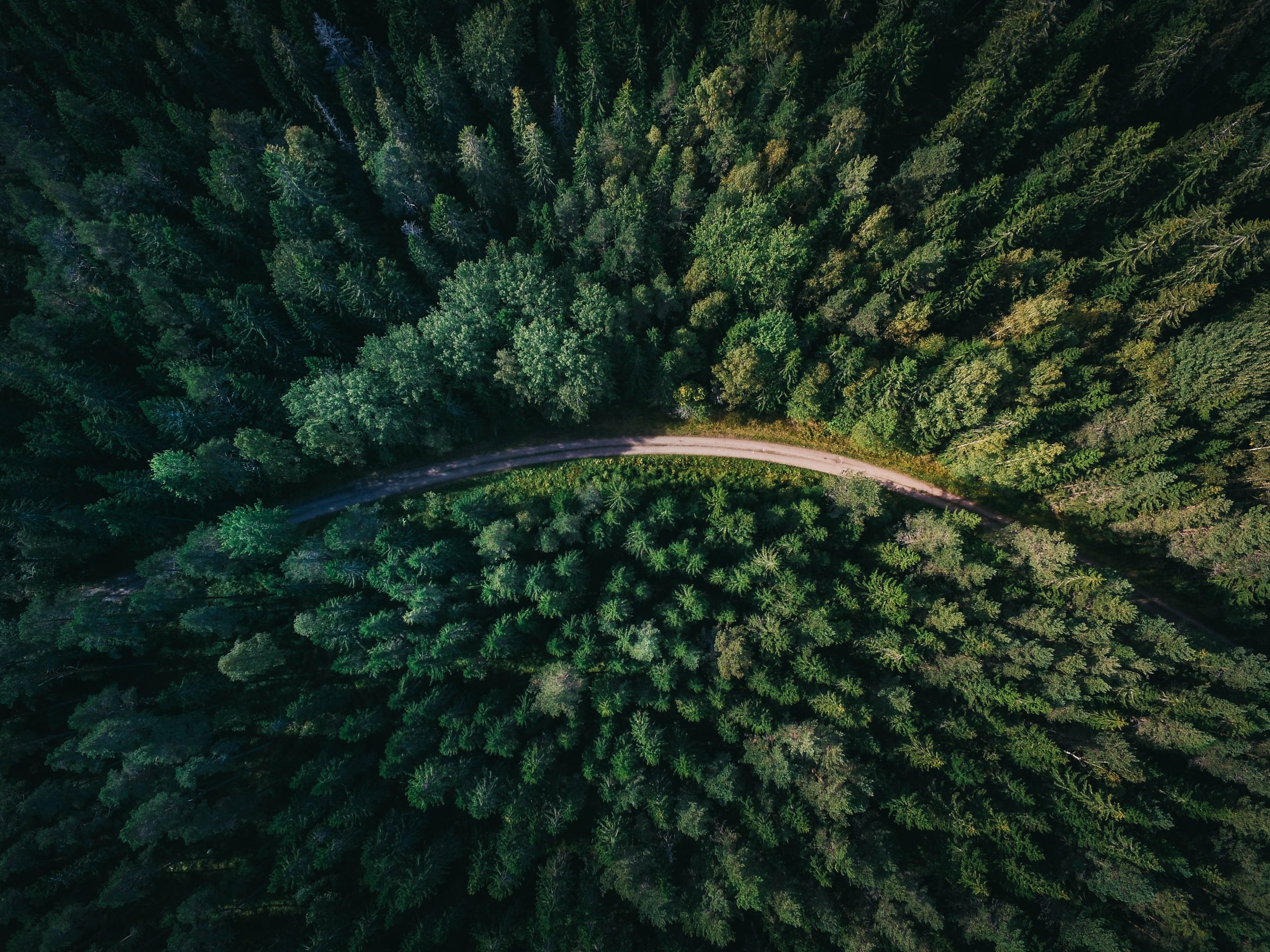 Forest 2 Forest 2