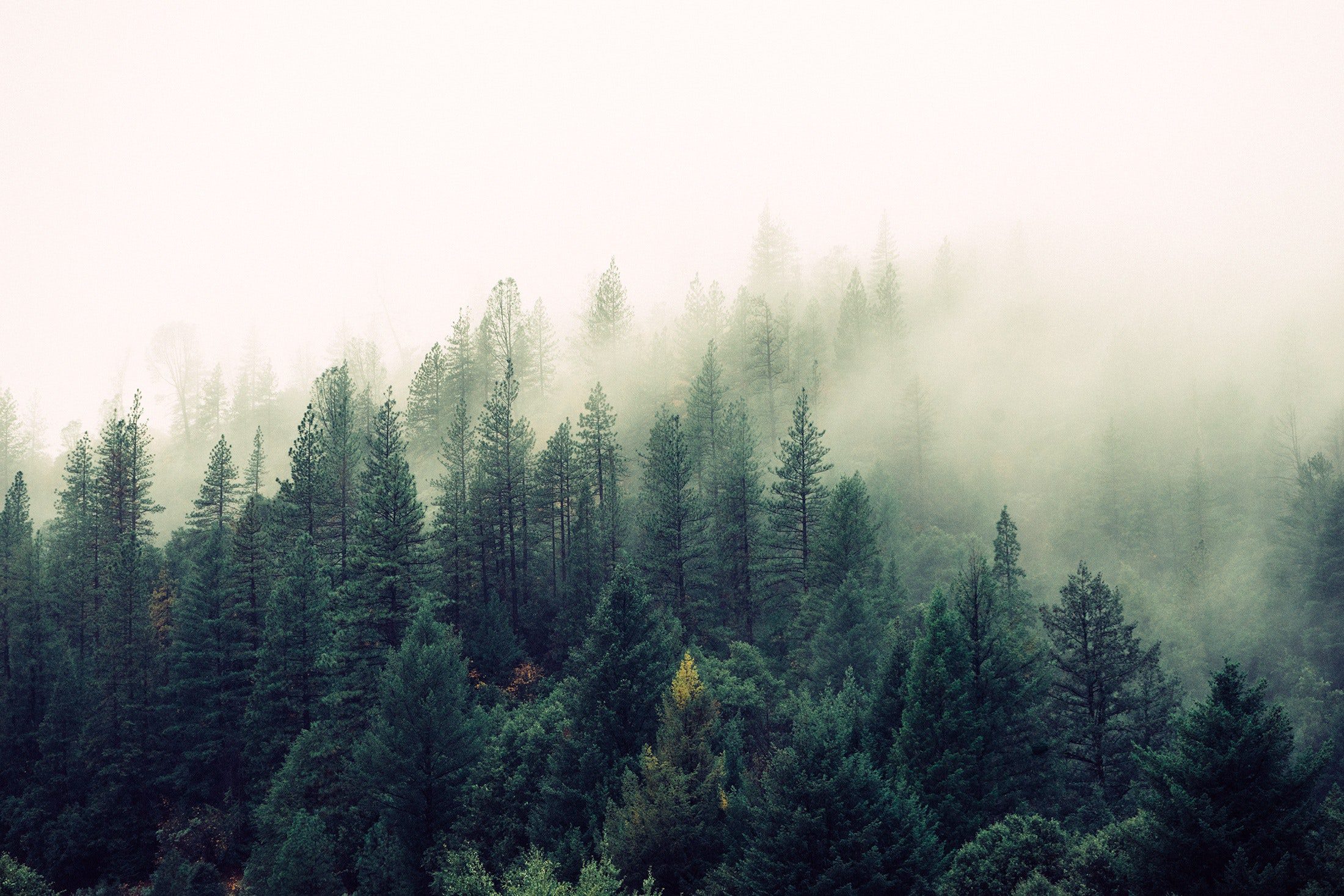 Forest 5