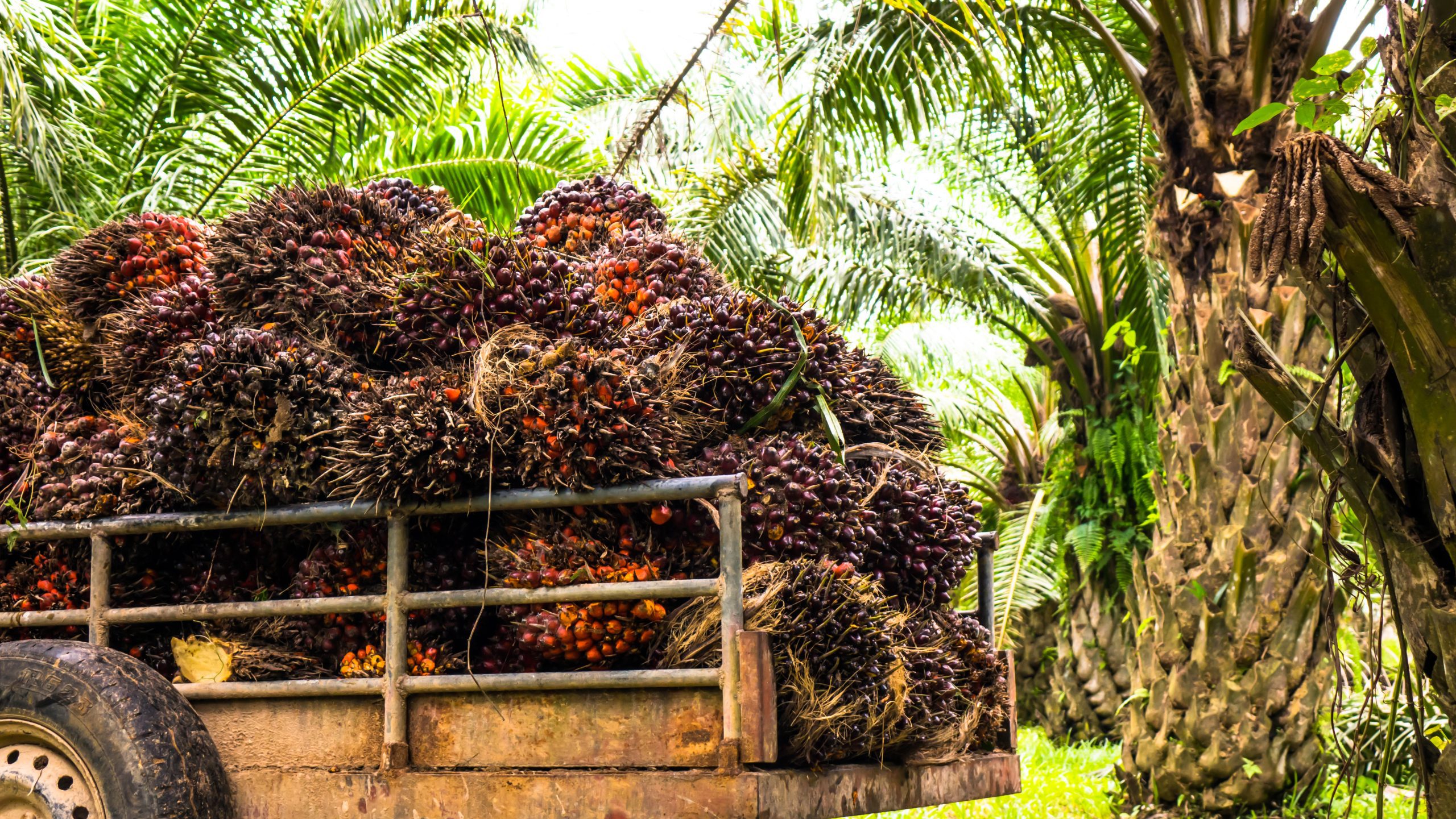 Harvesting palm oil in the plant Harvesting palm oil in the plant