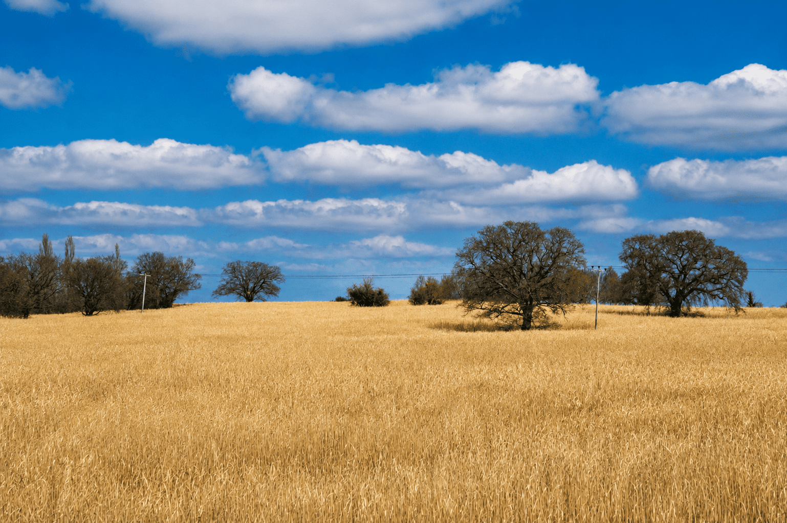 Agricultura regenerativa y greenwashing: cómo distinguir transformación real  